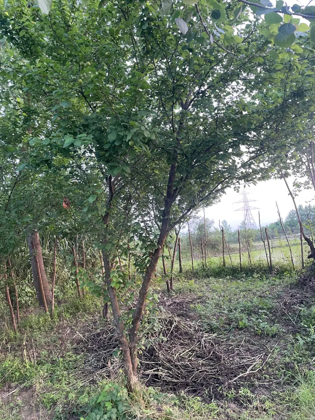 زمین مسکونی