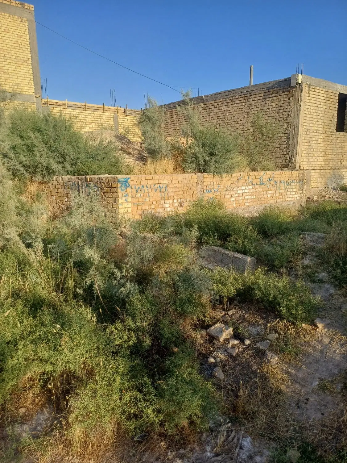 زمین مثنی شده کرونی