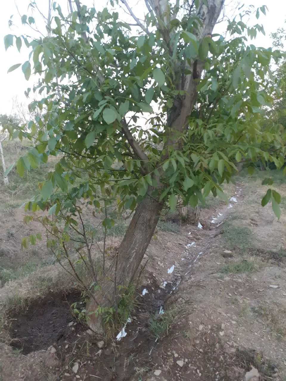 باغ