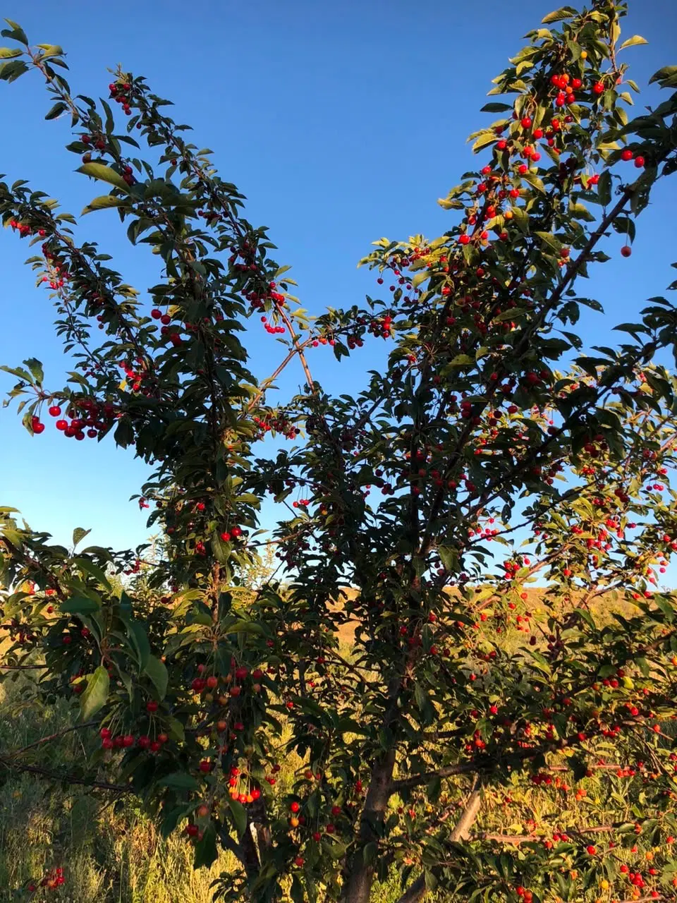 فروش باغ سر درختی دیم در روستای قره نوده