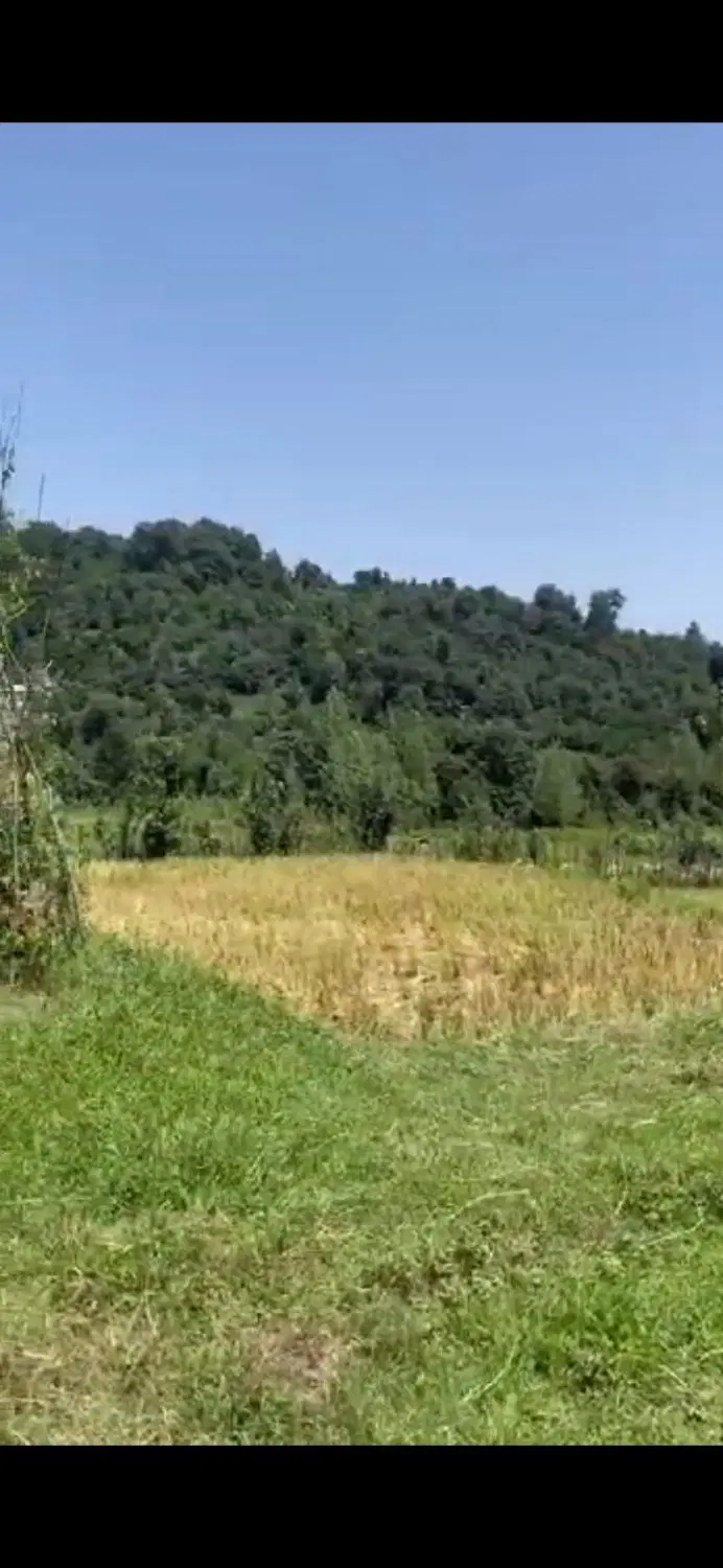 زمین شالی