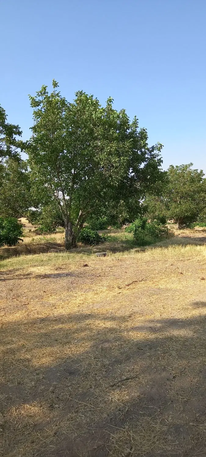 باغ در ر‌وستای قره تگینی