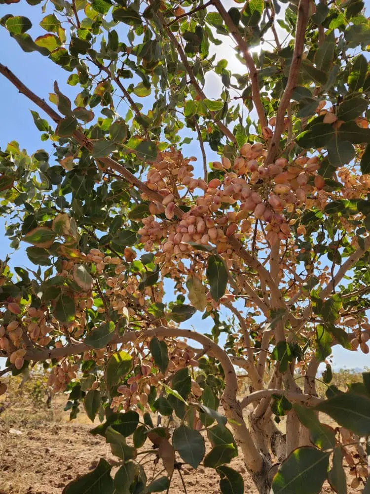باغ