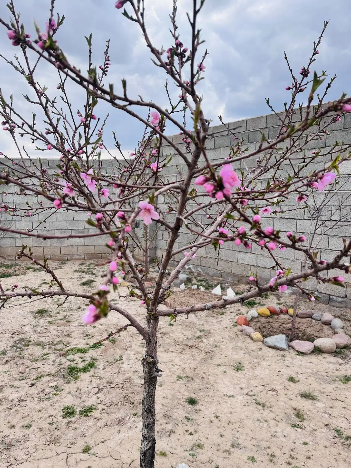 باغ ویلایی پردول ۷۵۰ متر