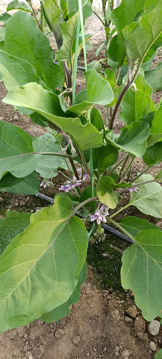 اجاره یک هکتار گلخانه روبروی درب فرودگاه