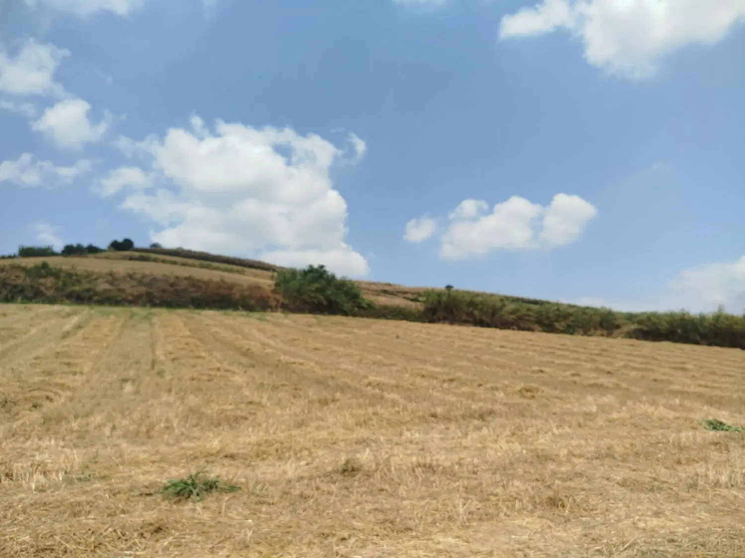 زمین کشاورزی ۳ هکتار