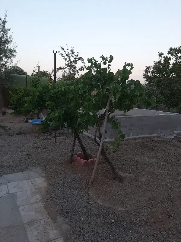 باغ ویلا واقع در بهار ۴ عراضی لاله لو