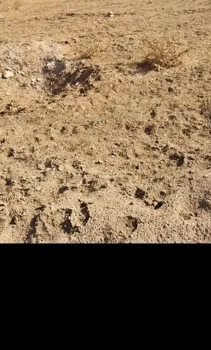 باغ
