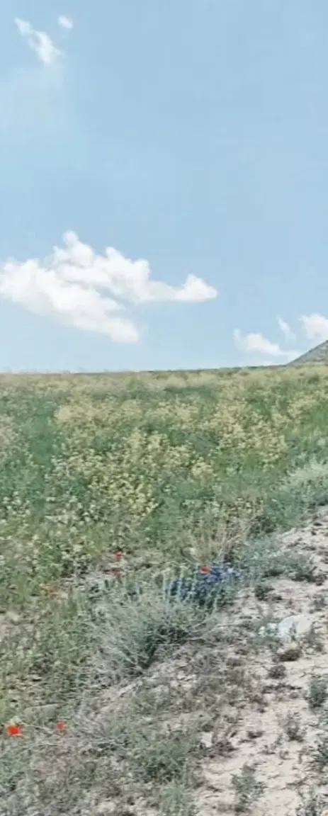 دیم