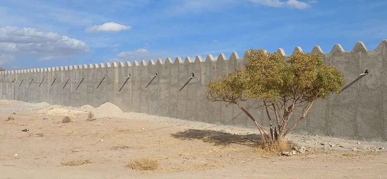 دامداری