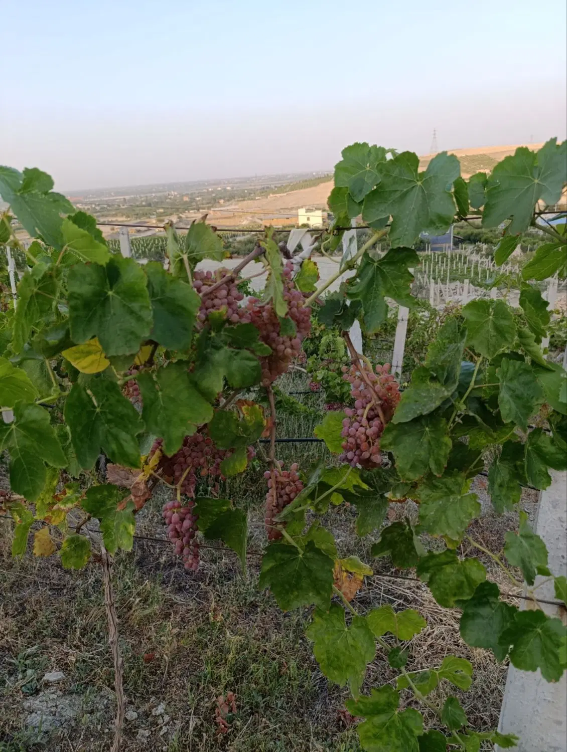 فروش باغ در قره آغاج