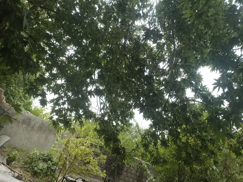 9قصب خونه شناژ دار 3 خوابه