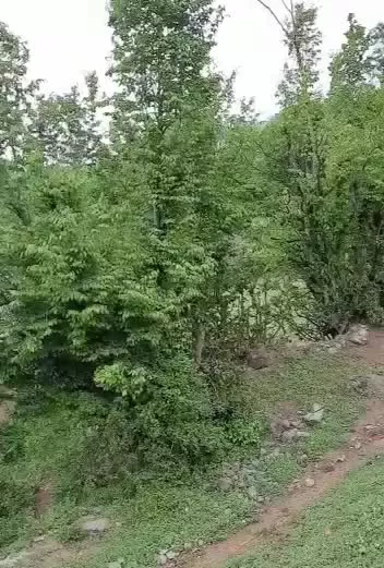 زمین ییلاقی وکلبه چوبی بمتراژ۶۹۳