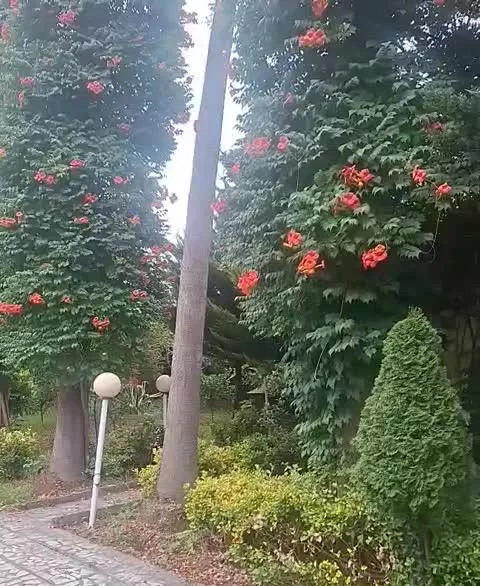 ۶۰۰متر نوشهر ویلای لوکس سنتی