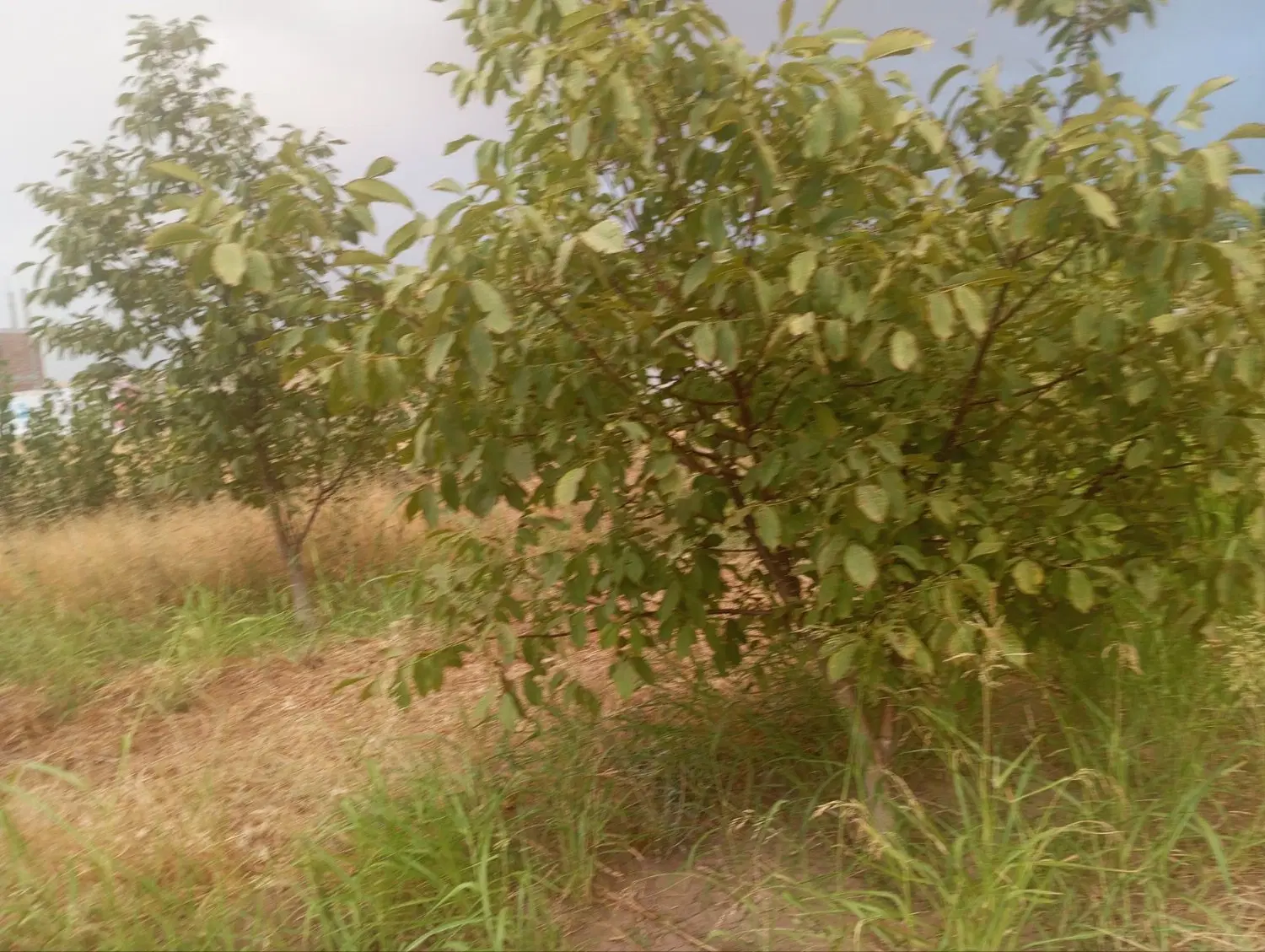 فروش زمین مسکونی به مساحت800 متر مربع