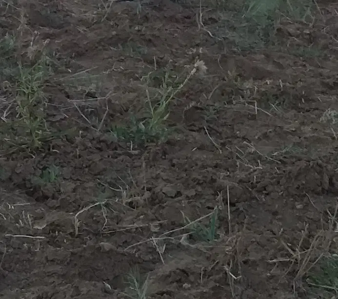زمین مسکونی درکوی سامان بیست متری