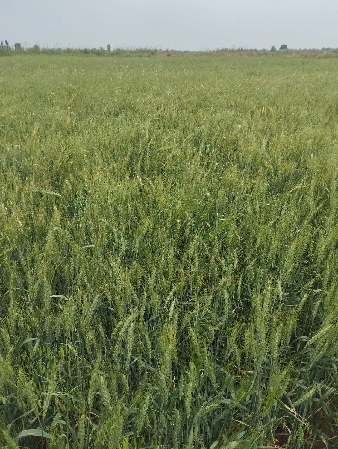 زمین کشاورزی