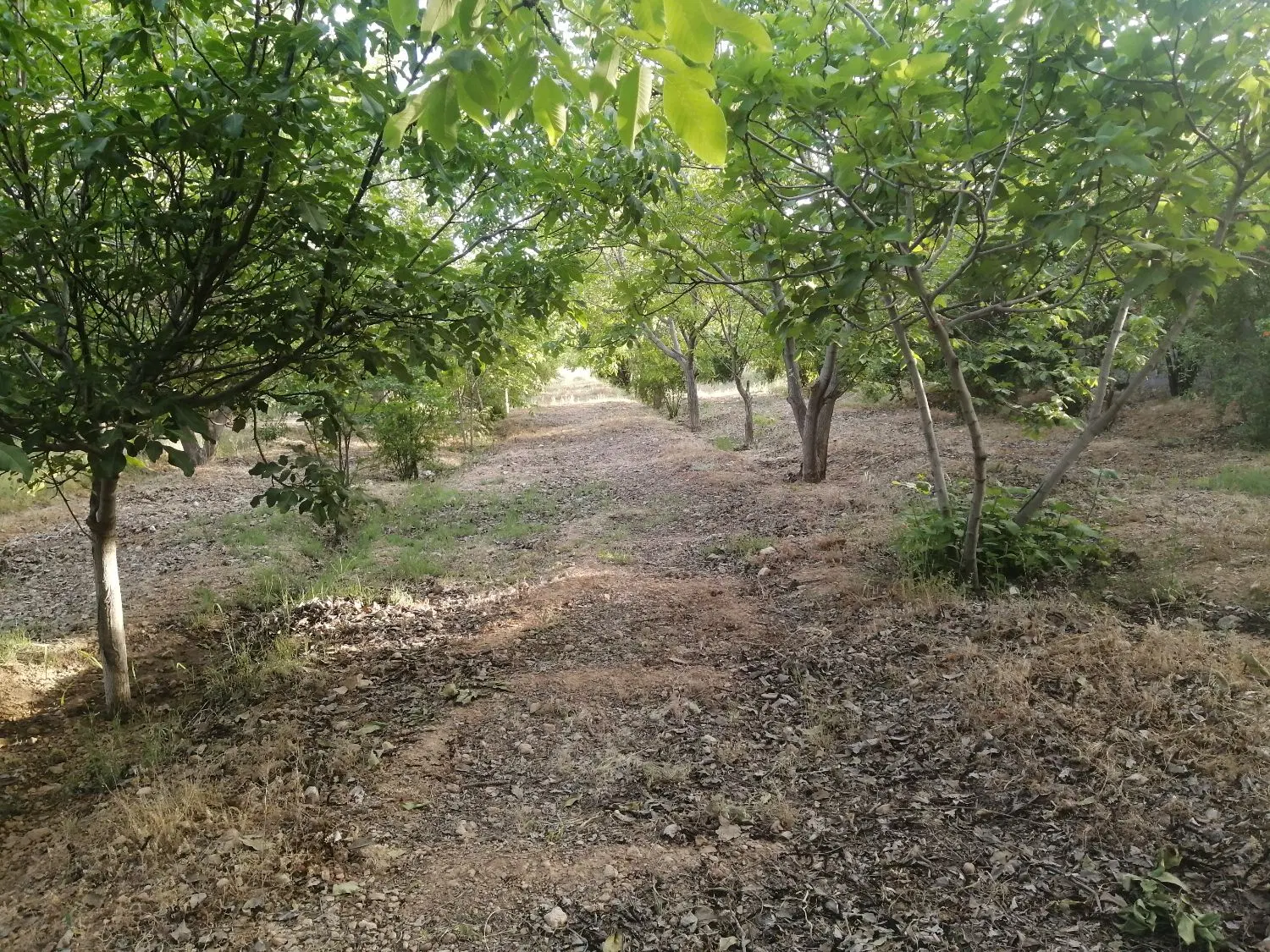 فروش۱۲ هکتار زمین و باغ گردو ۳۰ ساله موقعیت طلایی
