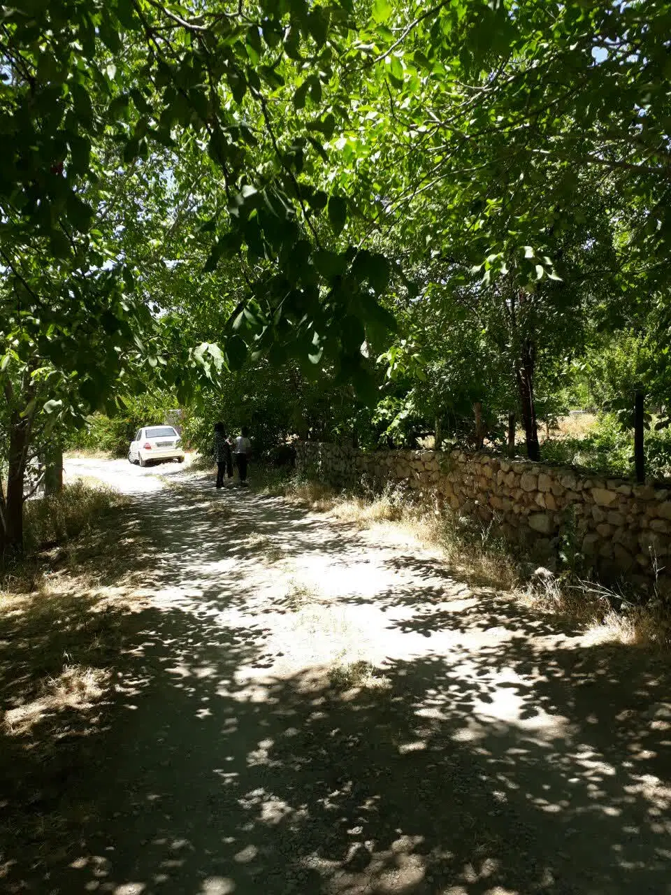 فروش باغ ثمری
