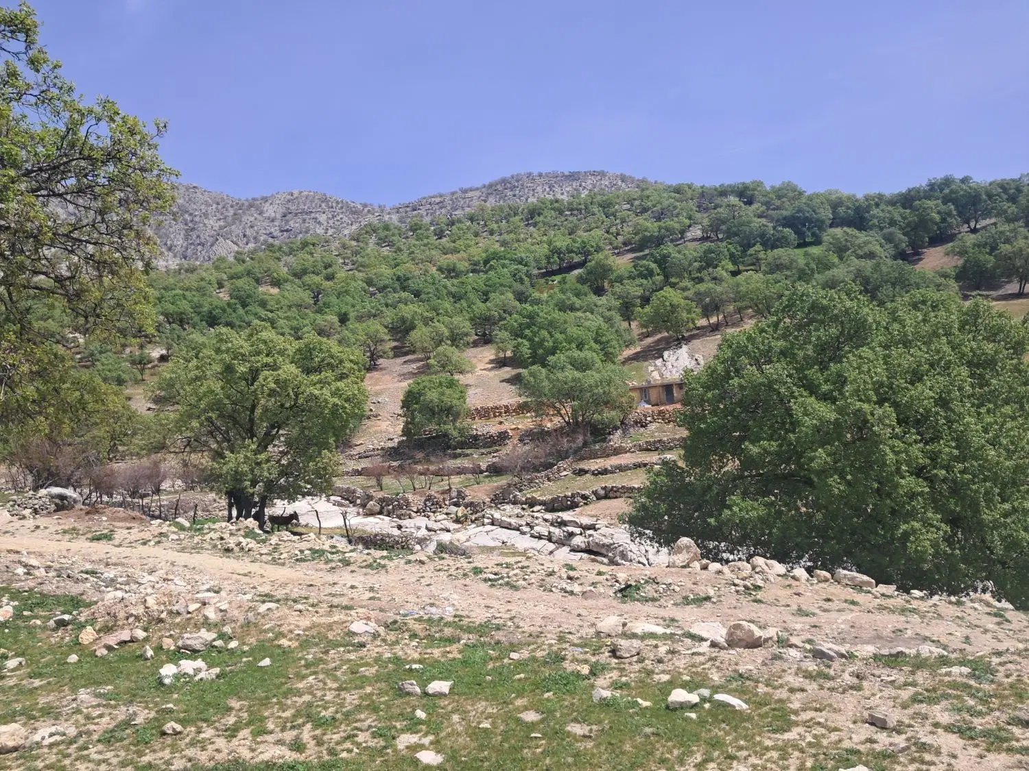 زمین ۲۳۰متر خلیج فارس ۹