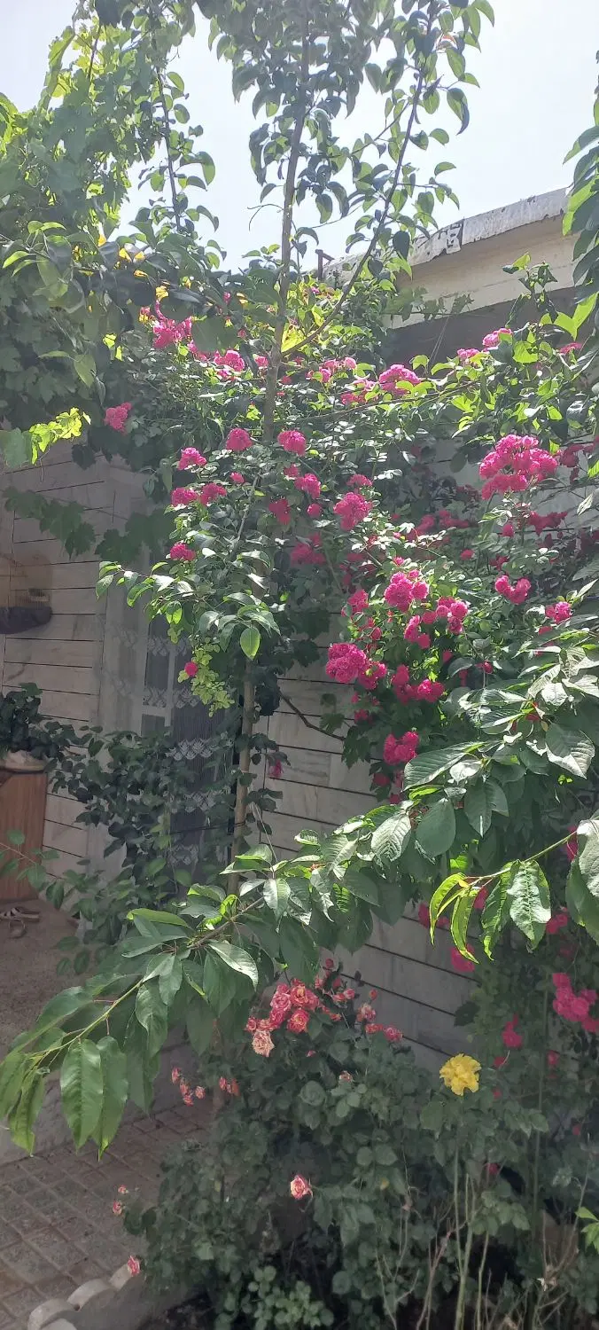 خانه ویلایی