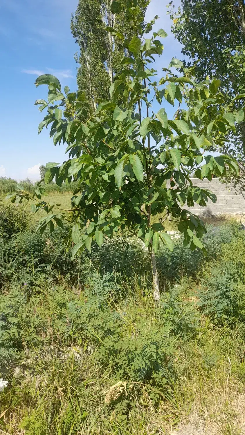 باغ در روستای توریستی کوسچ