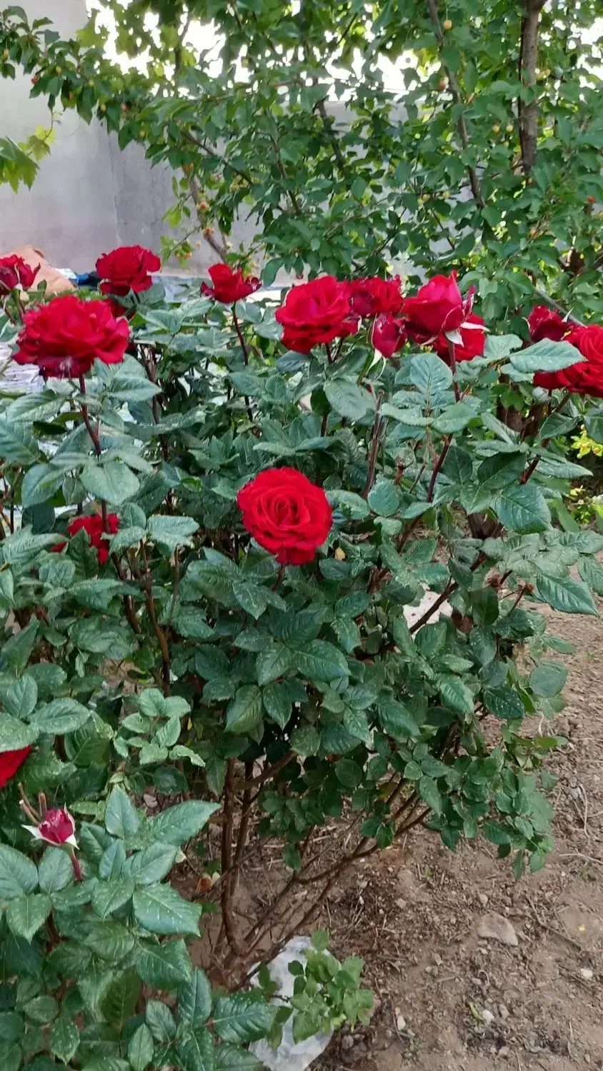 باغچه چهار دیواری