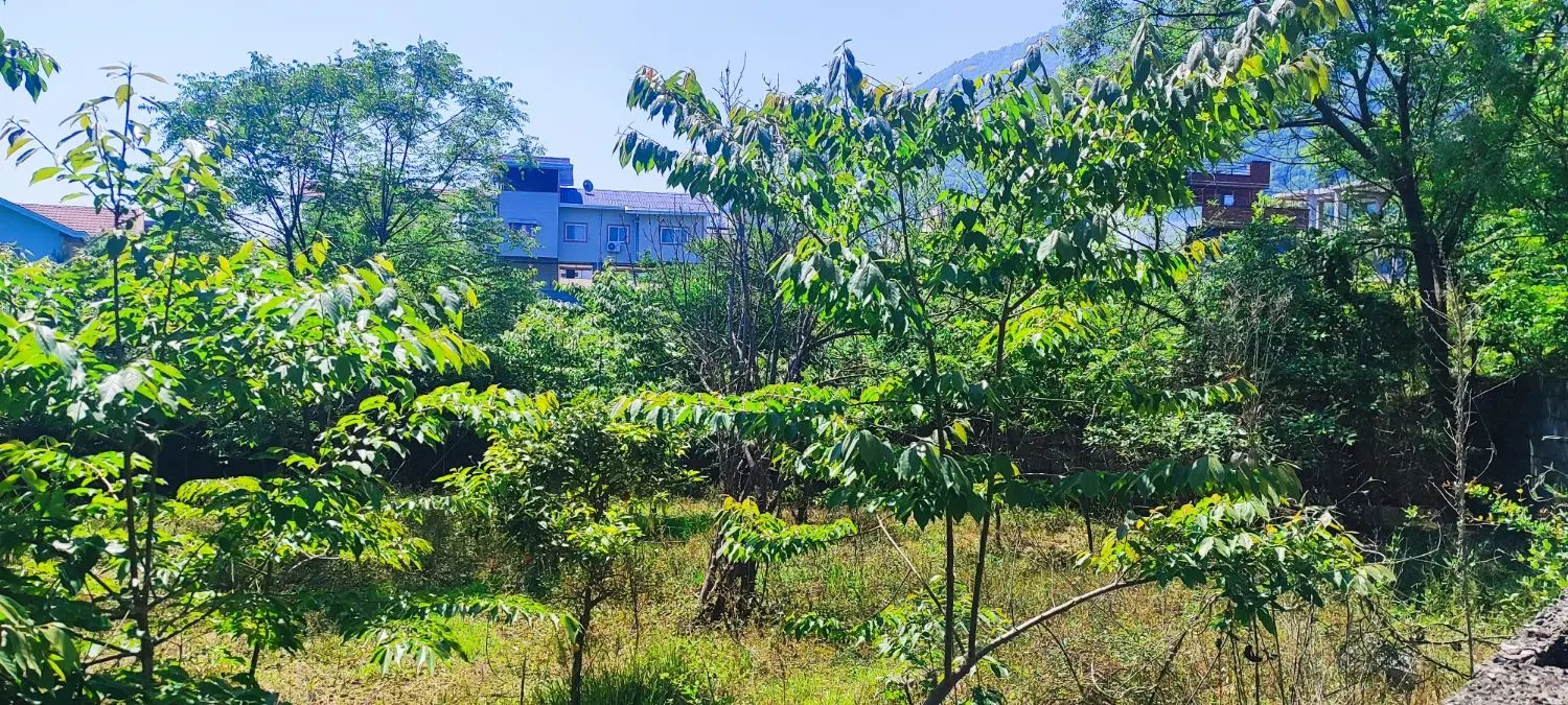 فروش زمین مسکونی در رمک رامسر