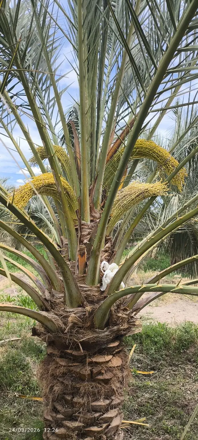 فروش باغ
