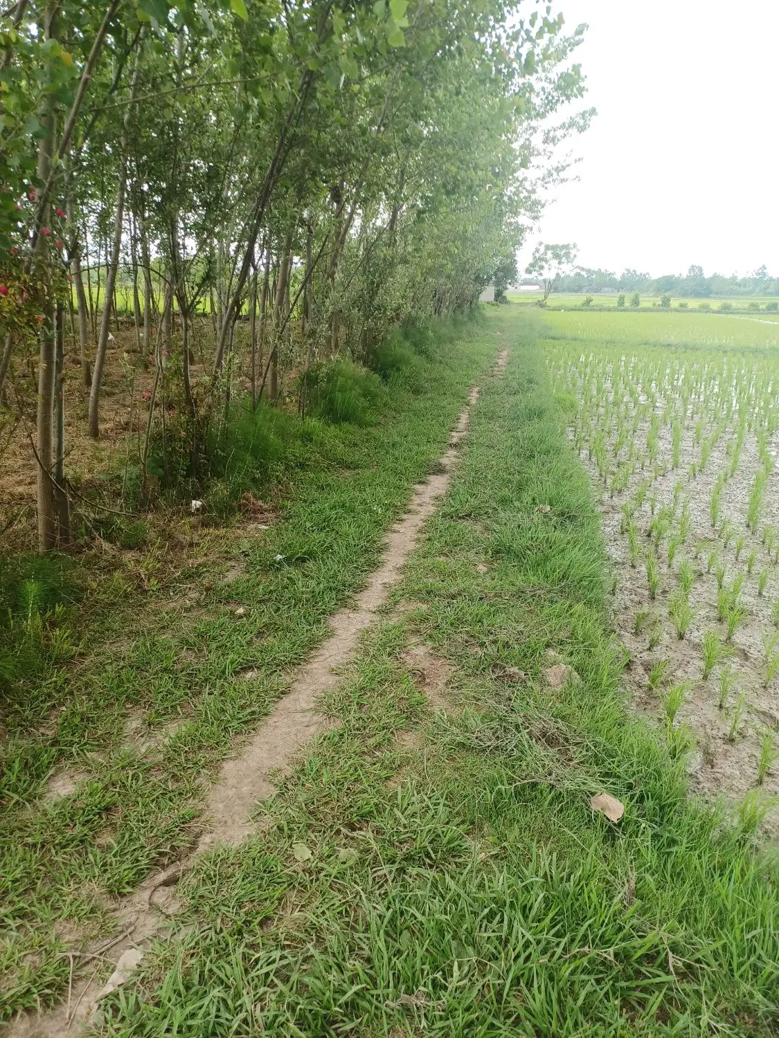 زمین زراعی منطقه برند