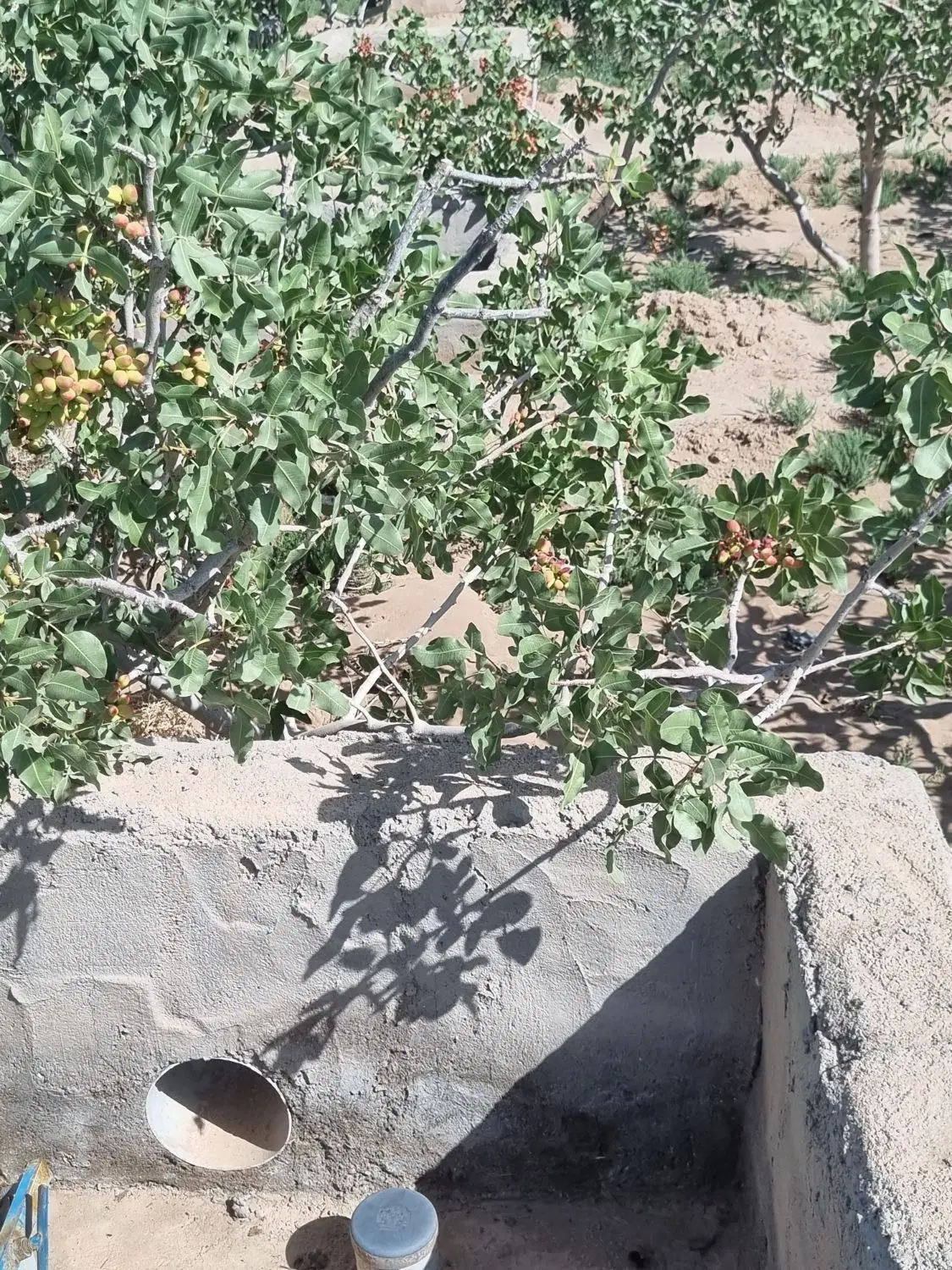 باغ پسته فروشی یا معاوضه
