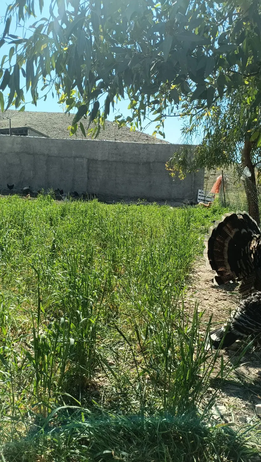 زمین کشاورزی داری امتیاز آب وبرق