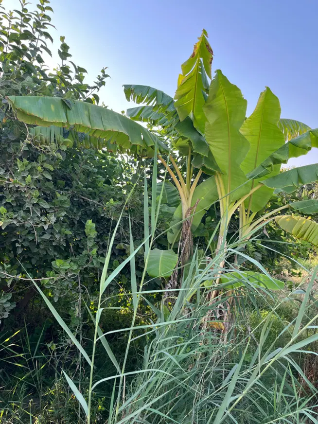 باغ مجطمعه فدک