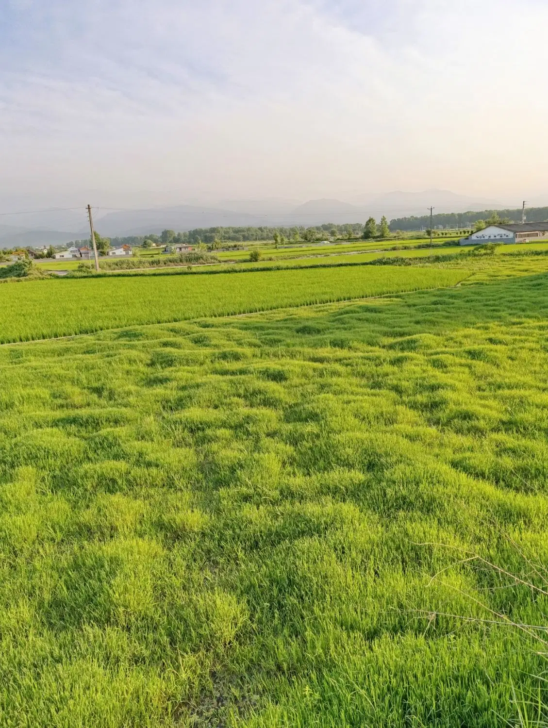 زمین ۲۰۰ متری، رضوان ۷۳