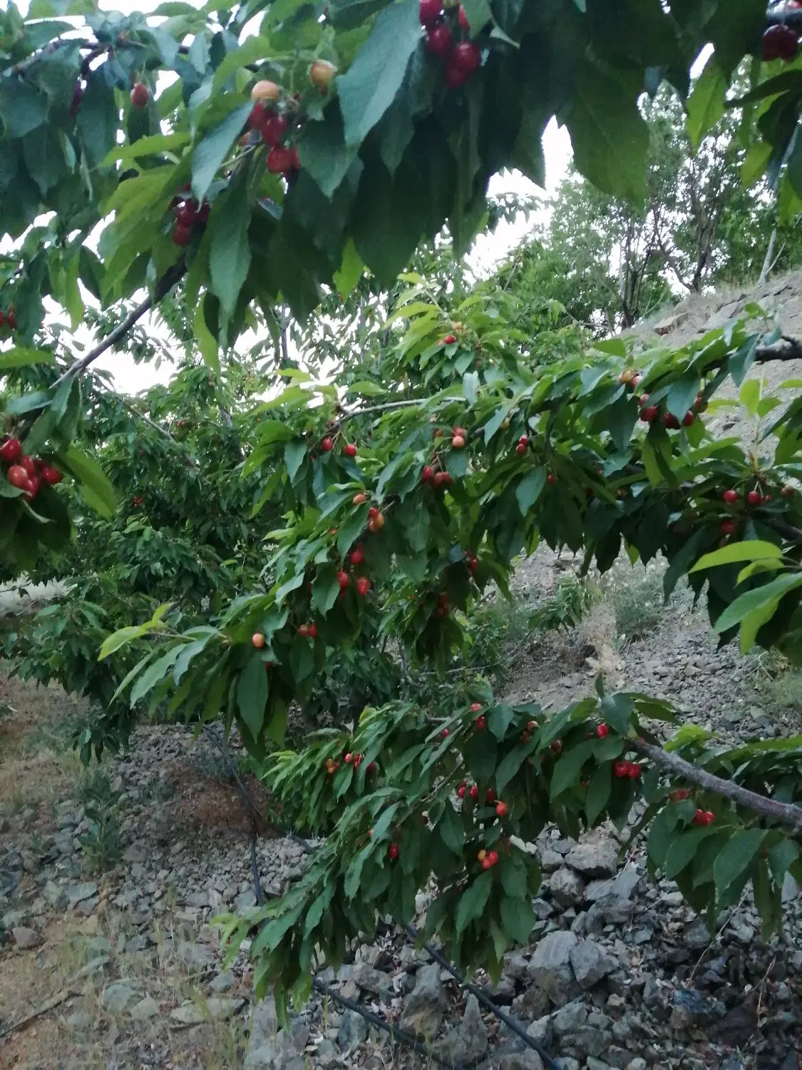 زمین کشاورزی