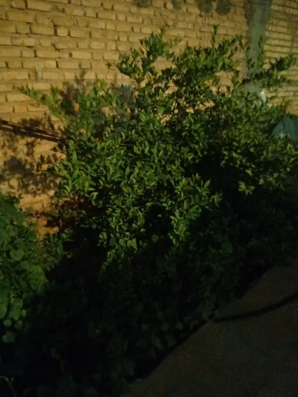 دو قواره زمین مسکونی واقع در روستای پیرمراد