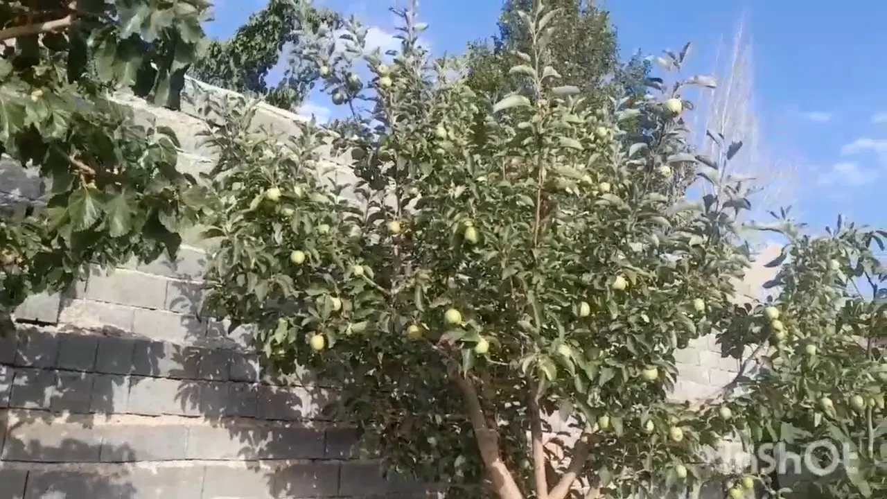 باغچه با زمین ۱۶۰۰ متری هاشمک