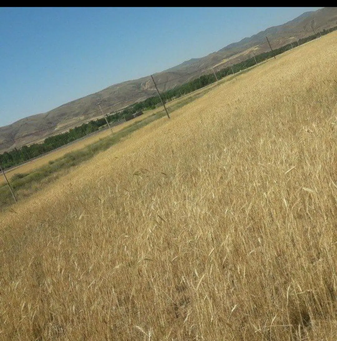زمین ویلایی