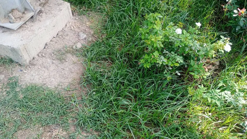 معاوضه مغازه با باغ ویلا