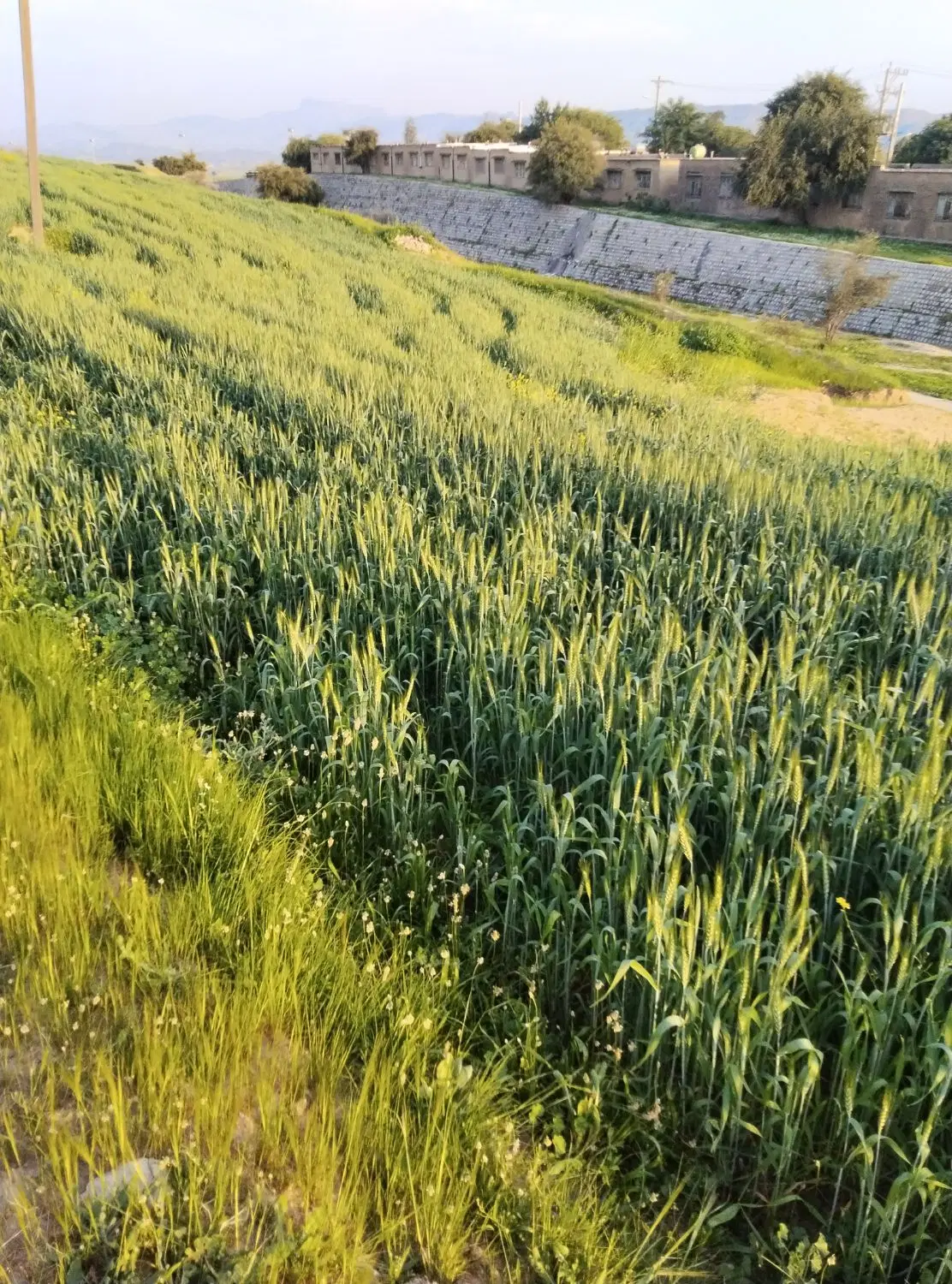 زمین کشاورزی دوهکتار اجاره برنج
