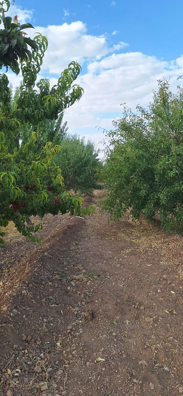 باغ با درختان مثمر در روستای گردشگری حوضماهی
