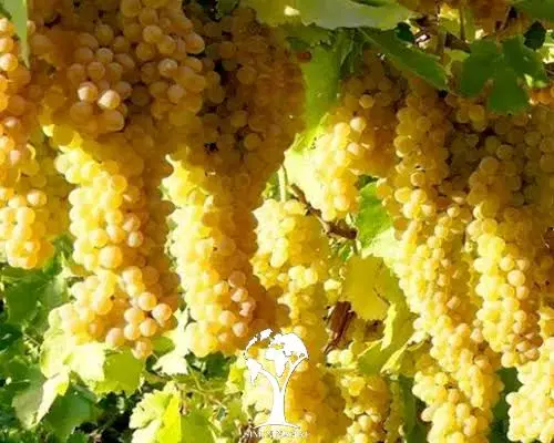 فروش باغ انگور