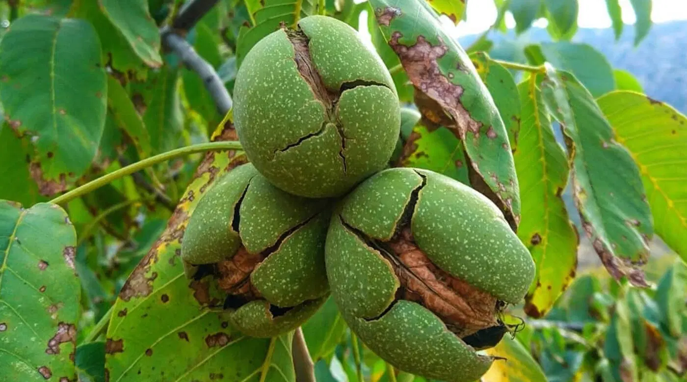 اجاره گردو