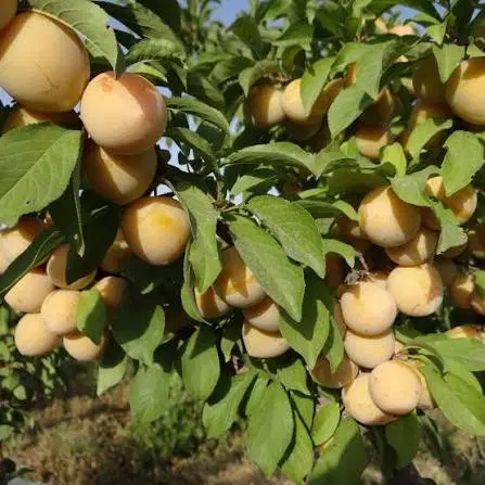 زمین باغ روستای محمدآباد