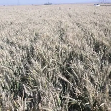 زمین برای کاشت گندم برمیداریم