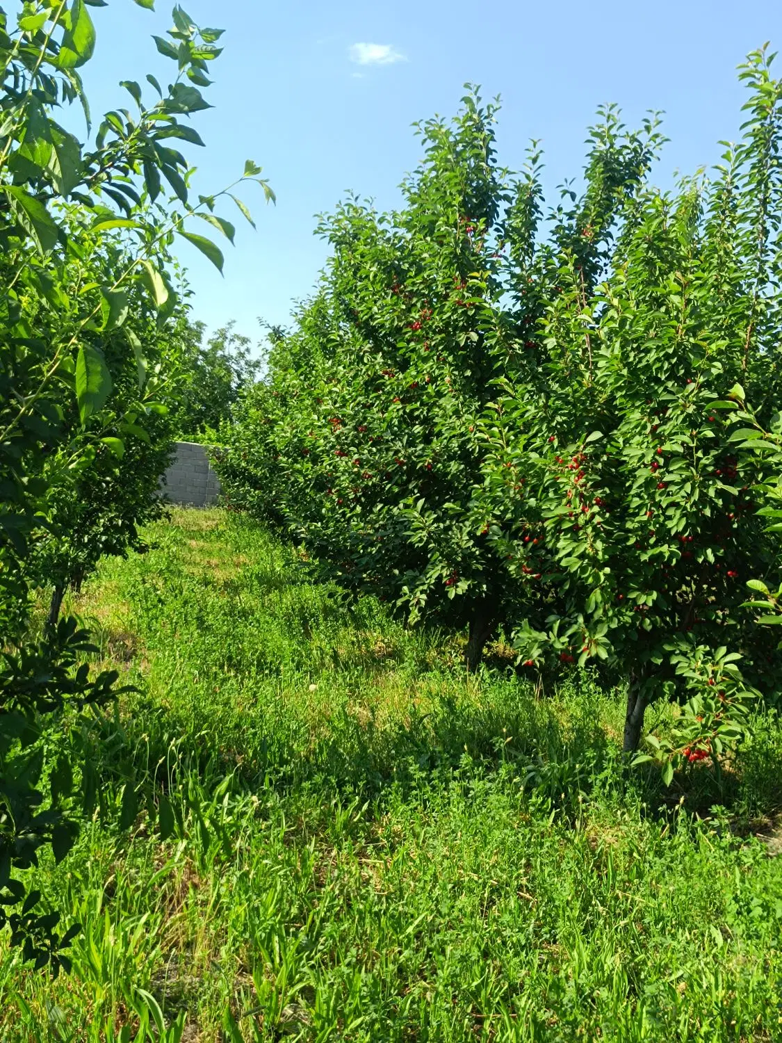 باغ دنج 1700متر روستای کولق