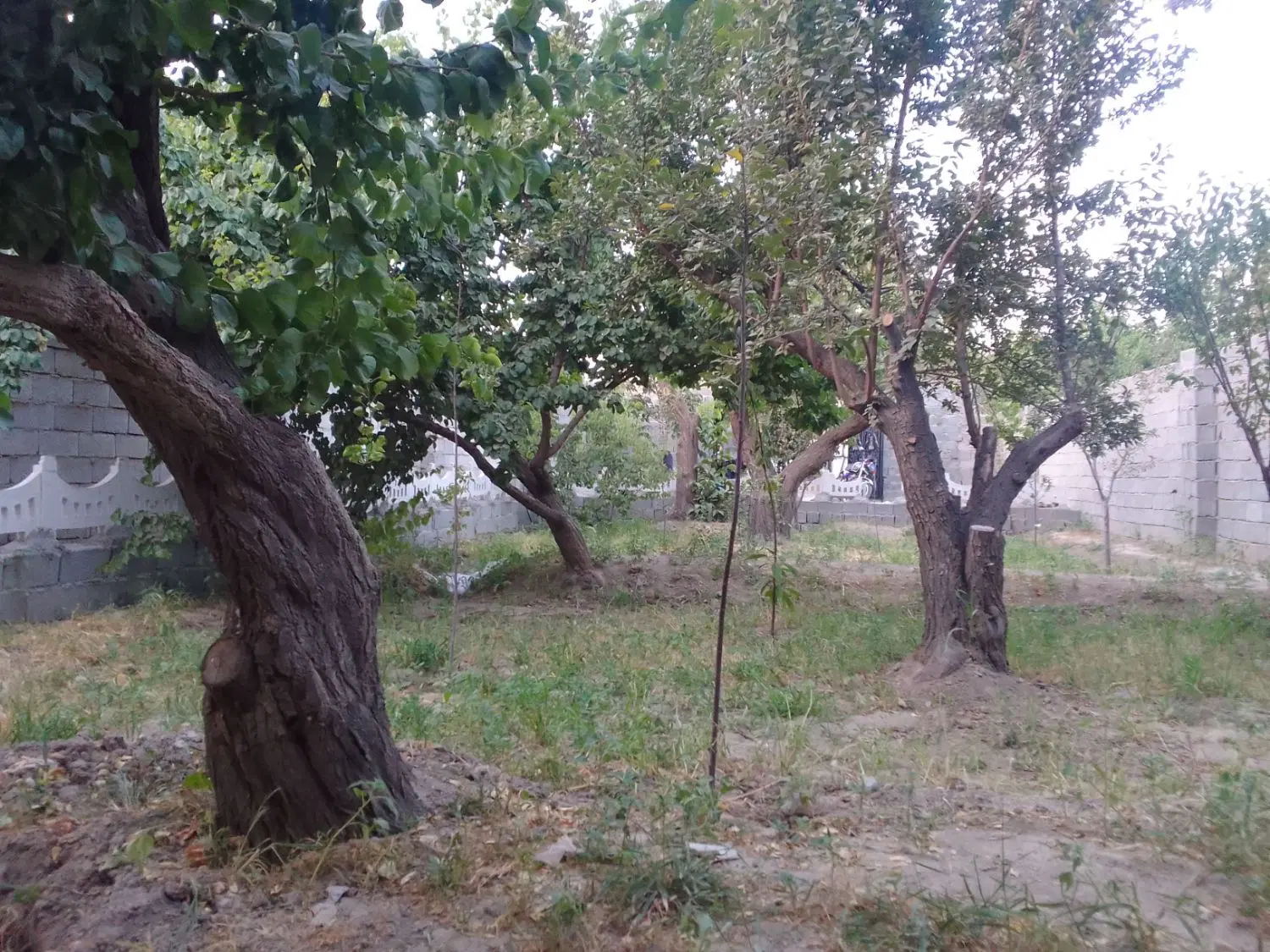 باغچه ( لم آباد )
