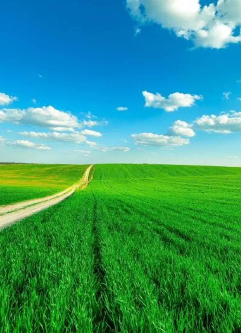 زمین بلهزار پایین
