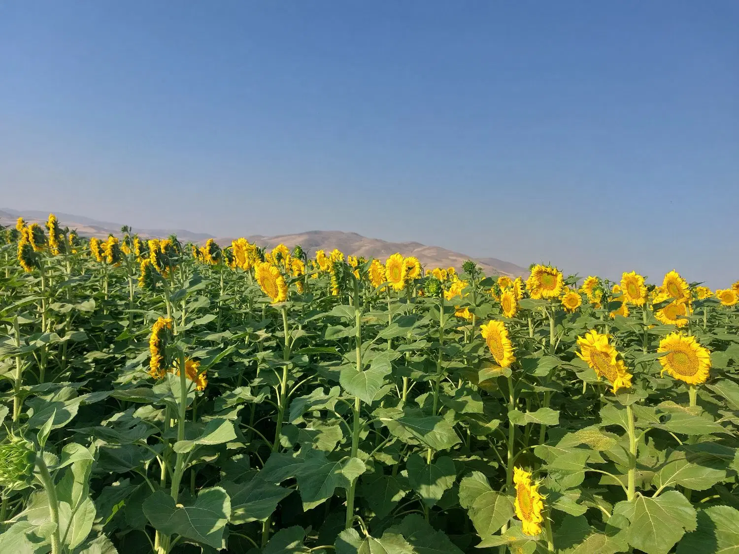 خواها اجاره زمین کشاوری برای کشت بهاره