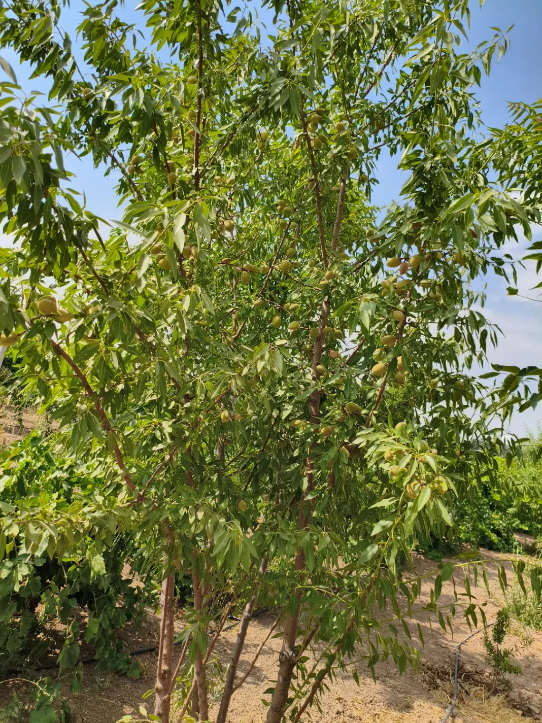 باغ.باغچه.باغ شهری